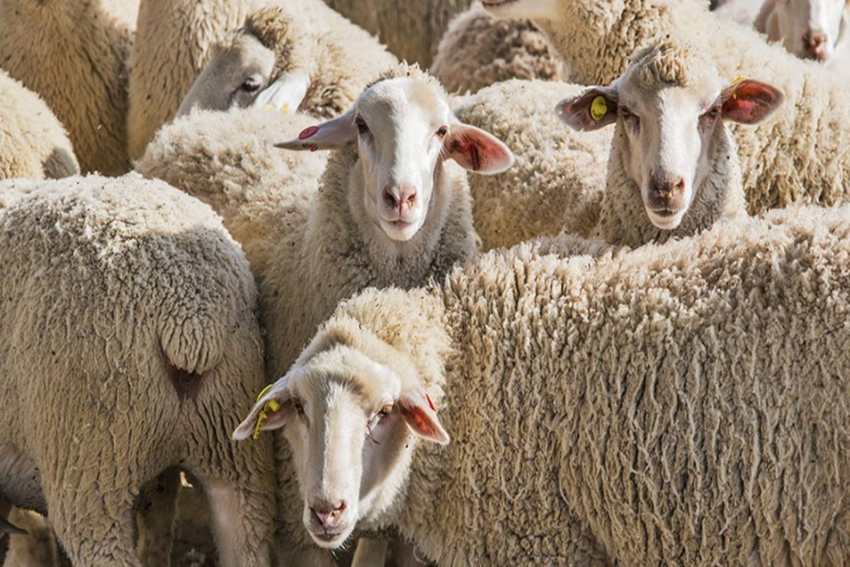 Polic&iacute;as presos por robar una oveja.