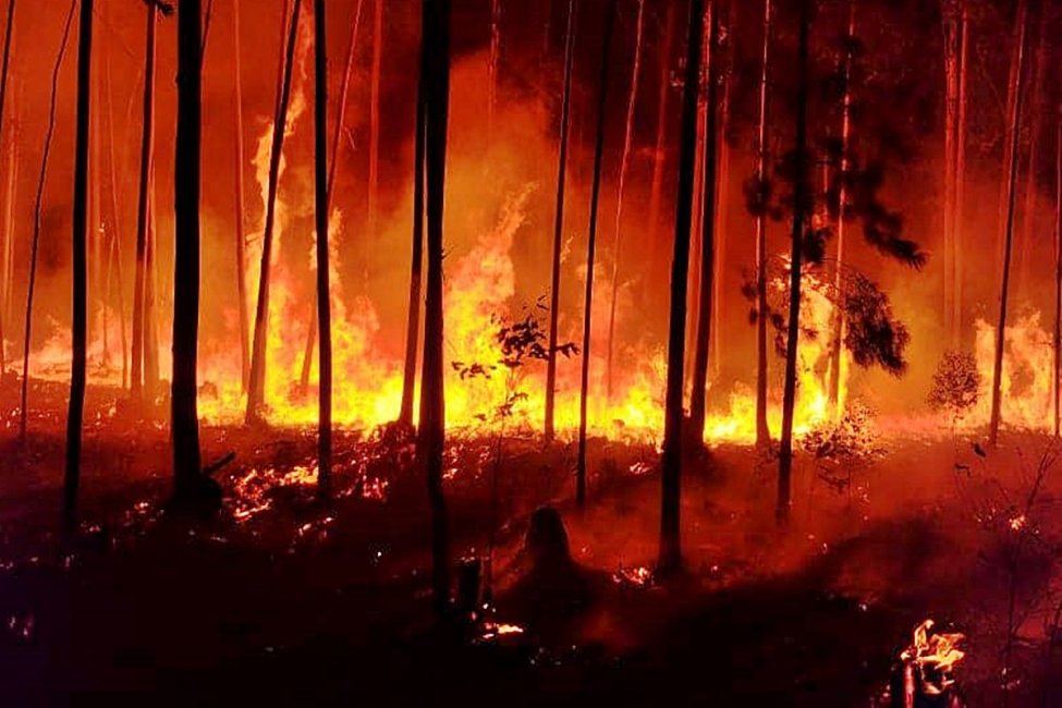 Confirmaron cuántas hectáreas fueron afectadas por los incendios forestales de diciembre