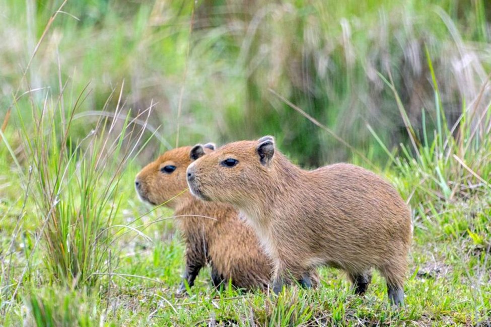 Organizaciones ambientales repudiaron la promoción de la caza de especies protegidas en Entre Ríos