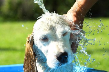 Calor sin lluvias para los primeros días de 2025. Calor sin lluvias para los primeros días de 2025.