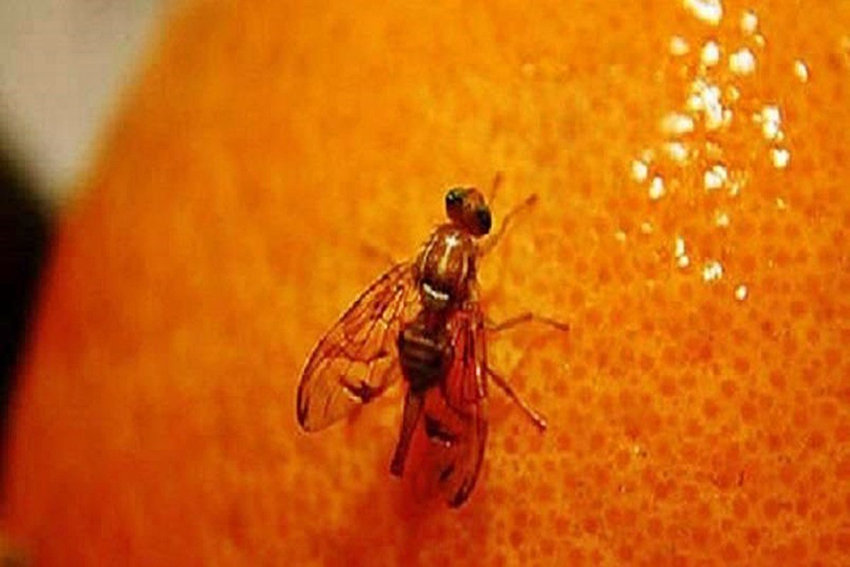 El objetivo es combatir la mosca de los frutos.