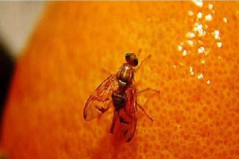 El intendente de Chajarí insistió en la necesidad de fumigar y pulverizar para luchar contra la mosca de la fruta