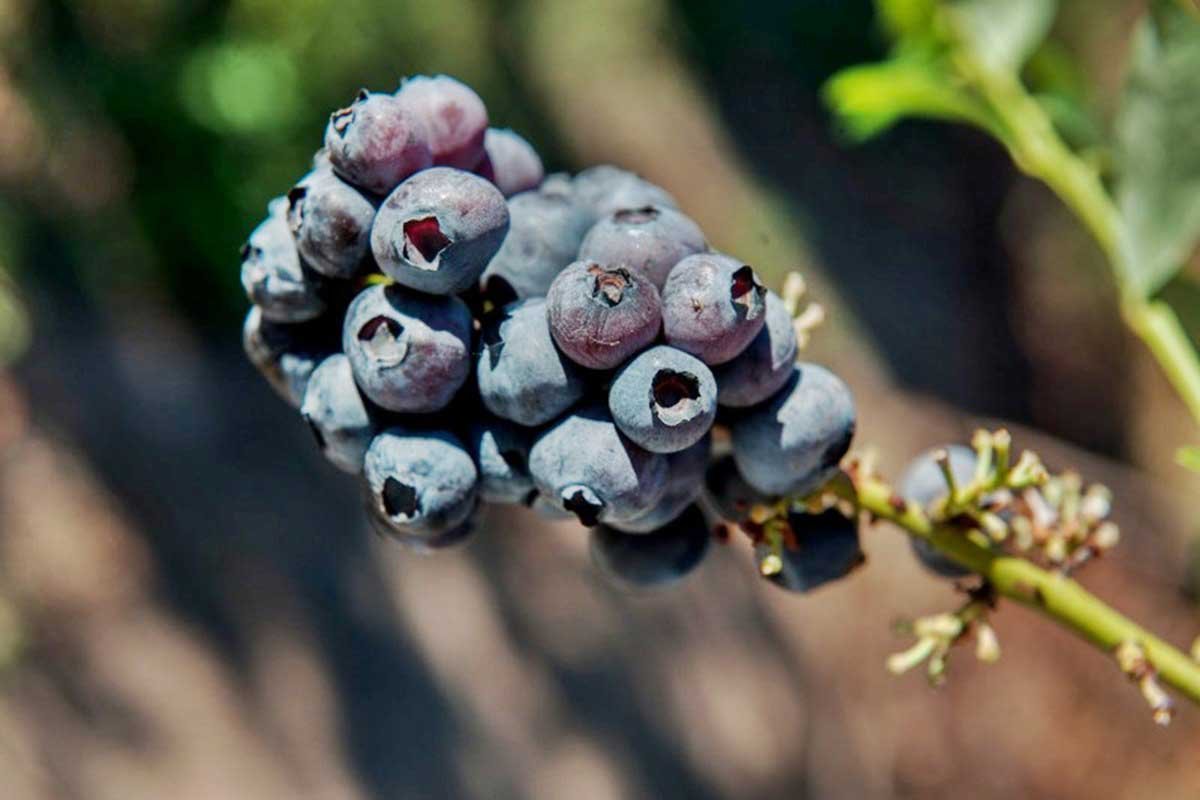Tambi&eacute;n se plantearon los desaf&iacute;os en el mercado internacional.