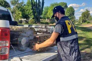 Los ejemplares estaban listo para venderse. Los ejemplares estaban listo para venderse.
