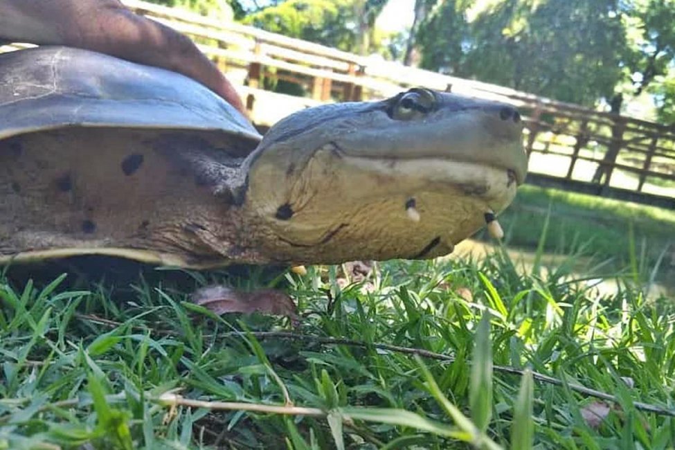 Rescataron una tortuga y la liberaron en un tradicional paseo concordiense