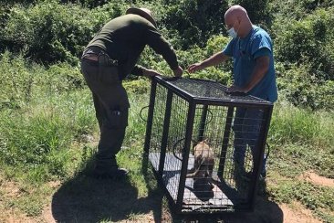 El zorrito fue liberado en el Parque San Carlos. El zorrito fue liberado en el Parque San Carlos.