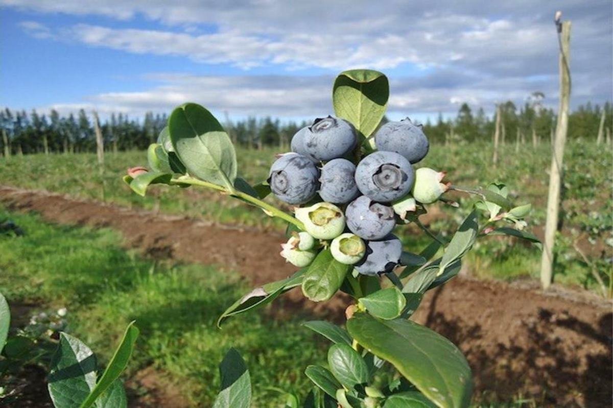 Buscan mejorar la producci&oacute;n.