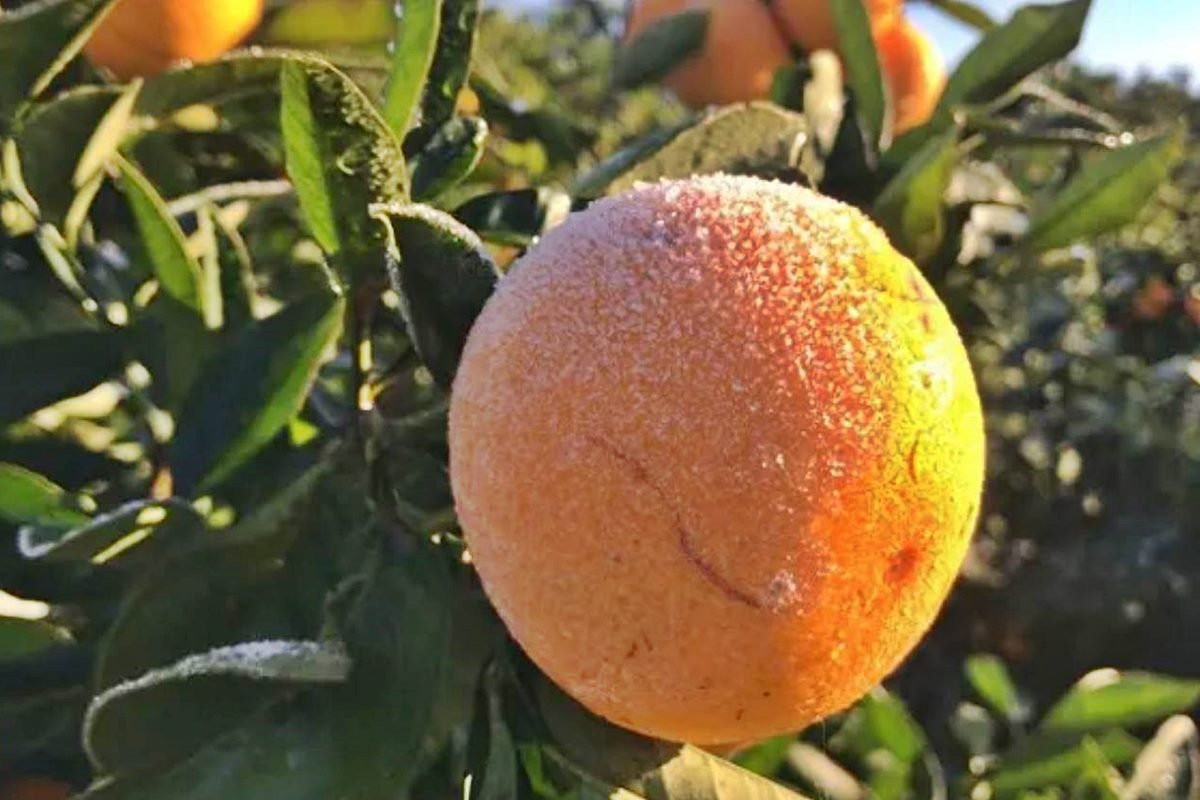 El impacto de las heladas en el citrus. El impacto de las heladas en el citrus.