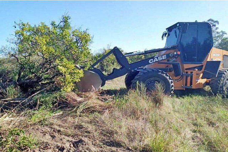 Advierten que la "motosierra" de Milei en el INTA impactará en la citricultura entrerriana