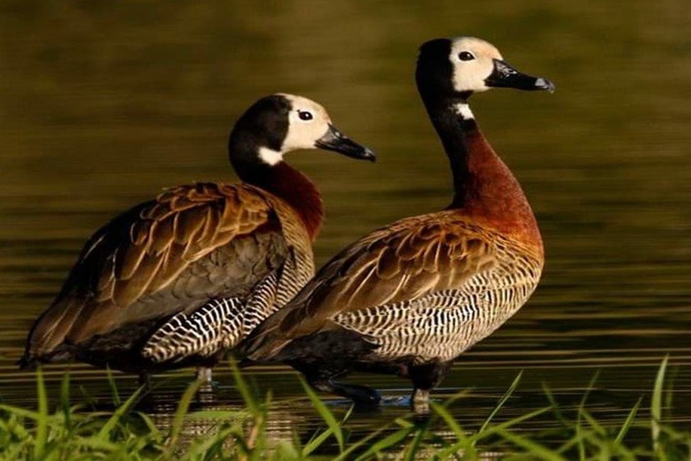 Organizaciones ambientales presentaron un recurso de amparo por la caza de animales autóctonos