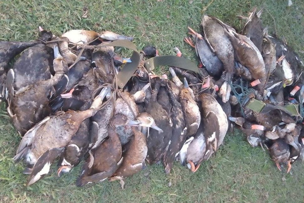CEYDAS difundió impactantes imágenes de matanza de patos e insiste en denunciar el lobby de los privados