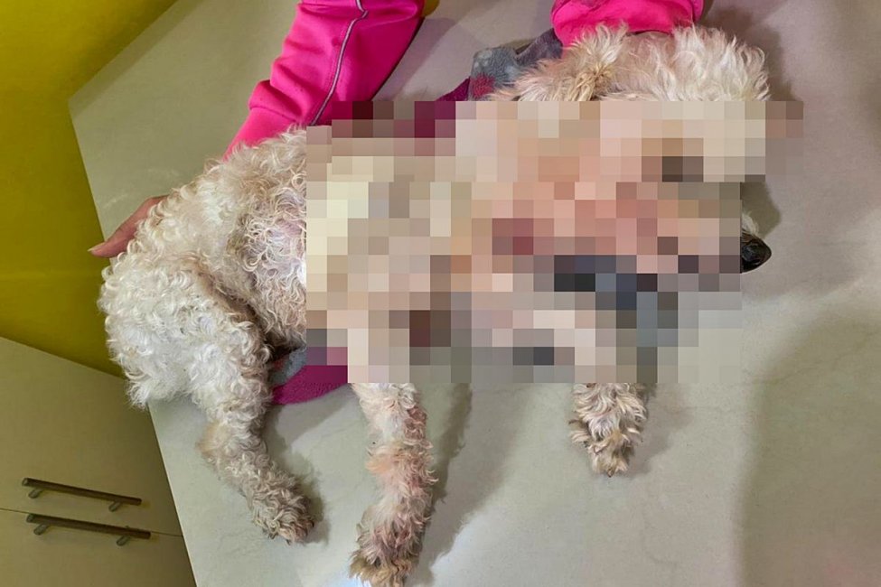 La vecina que hizo la denuncia dijo que "el pitbull la agarró a la caniche y la mordió como si fuera un papel"