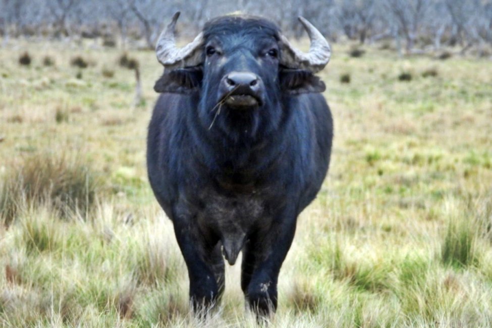 Un búfalo mató a un turista que cazaba en un campo de la costa del Uruguay