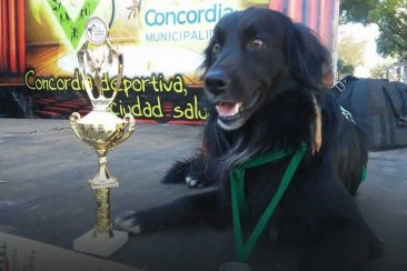 Buscan concretar un homenaje para "Rasta", el perro runner. Buscan concretar un homenaje para "Rasta", el perro runner.