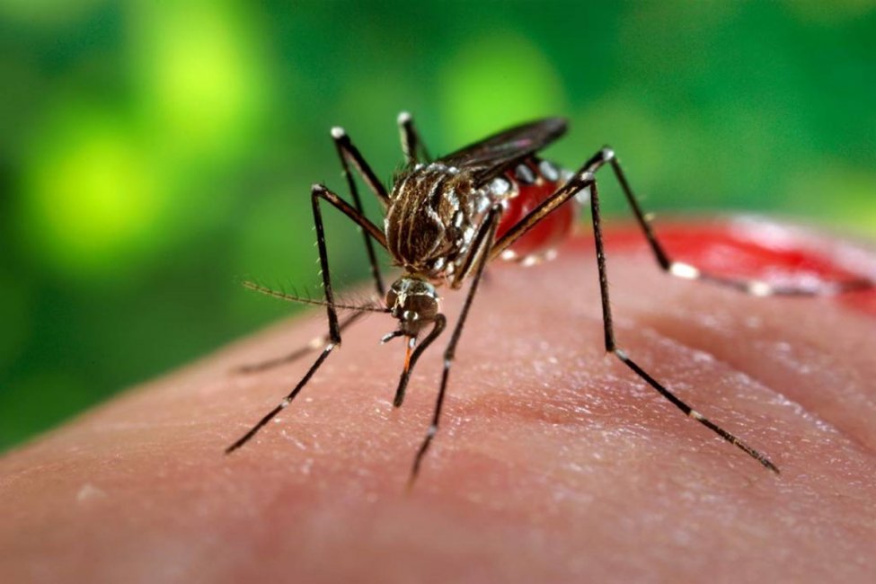 DENGUE: Ya son más de 10 los casos confirmados en la provincia y preocupan los importados
