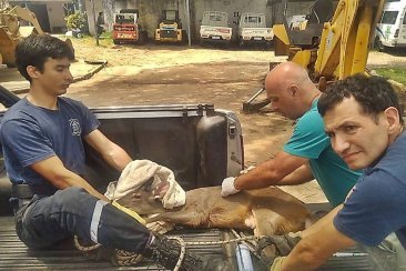 El animal estaba herido y buscan que se pueda recuperar. El animal estaba herido y buscan que se pueda recuperar.