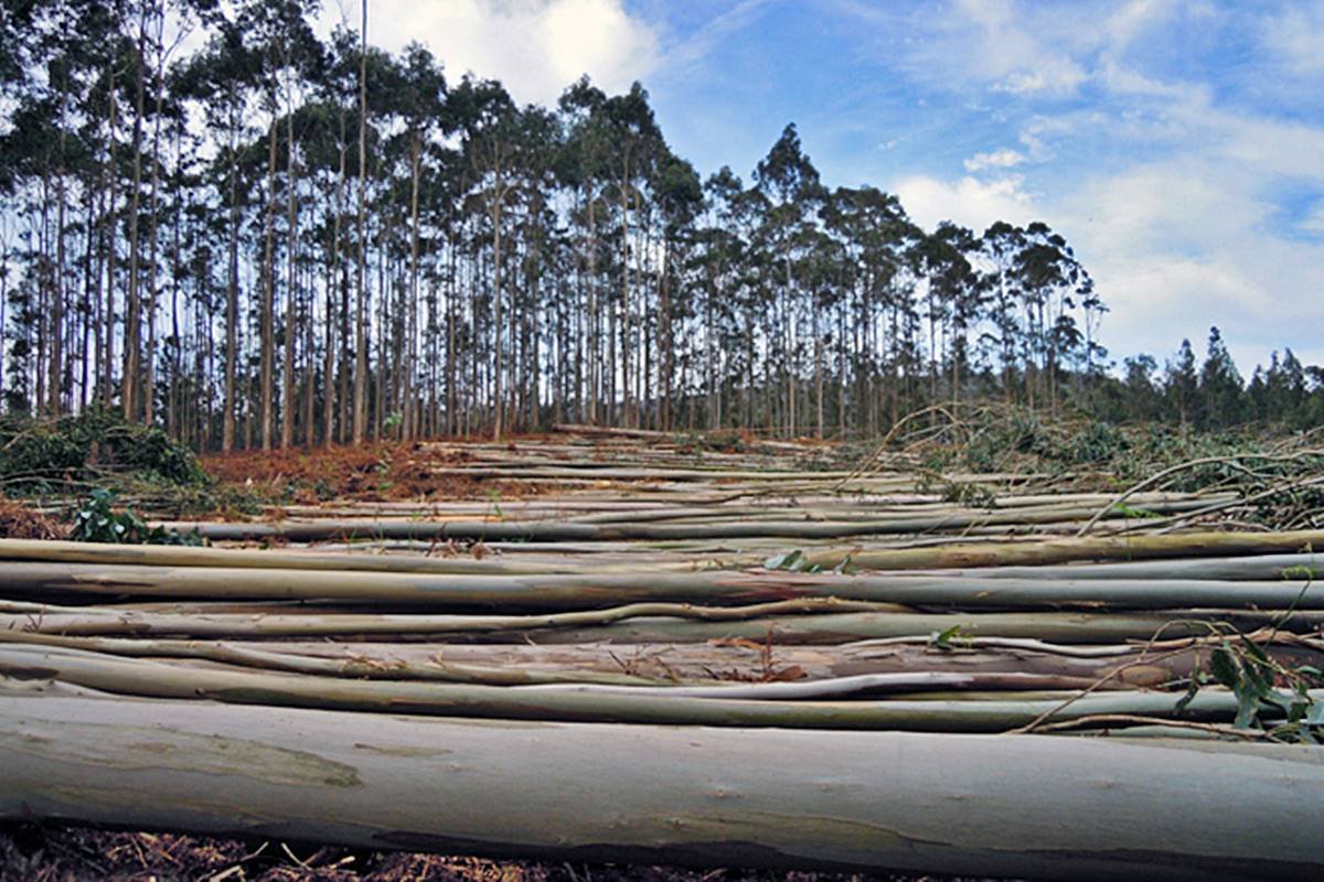 Entre R&iacute;os tiene una supremac&iacute;a del eucaliptus en su forestaci&oacute;n.