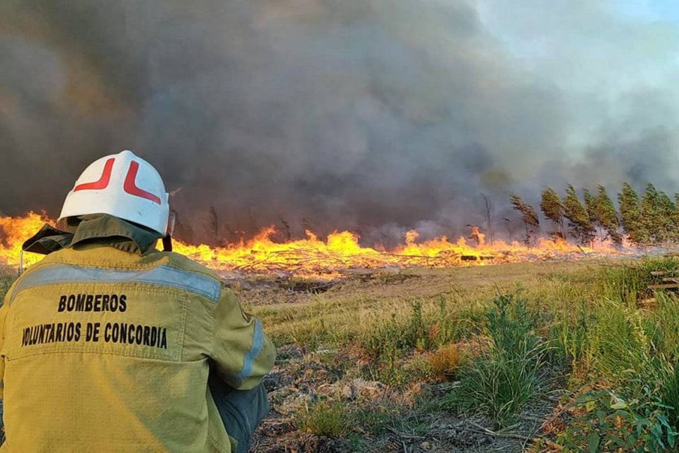 Incendio forestal de gran magnitud afectó más de 100 hectáreas en el departamento Concordia
