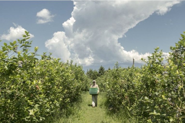 Procesaron a tres empresarios por trata laboral cometidas en campos concordienses
