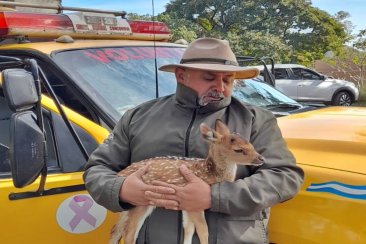 El ejemplar no logró sobrevivir. El ejemplar no logró sobrevivir.