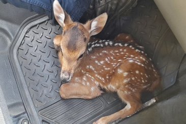 El ejemplar fue encontrado en un domicilio del barrio Los Pájaros. El ejemplar fue encontrado en un domicilio del barrio Los Pájaros.