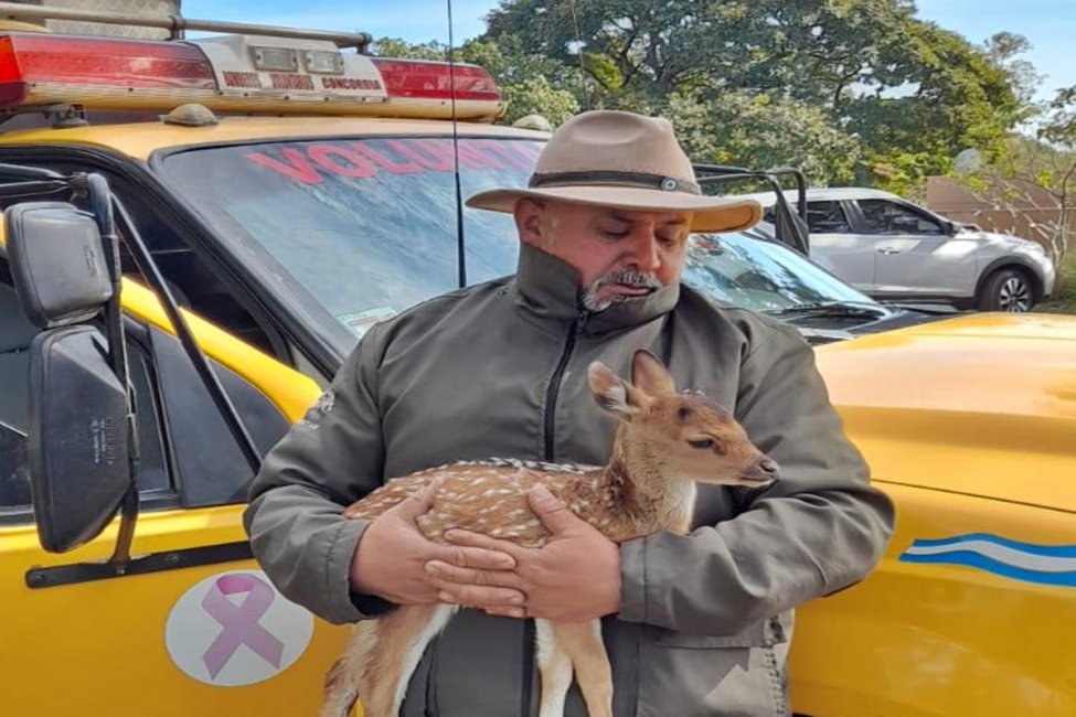 Murió el cervatillo que había sido hallado y rescatado en una vivienda de Concordia