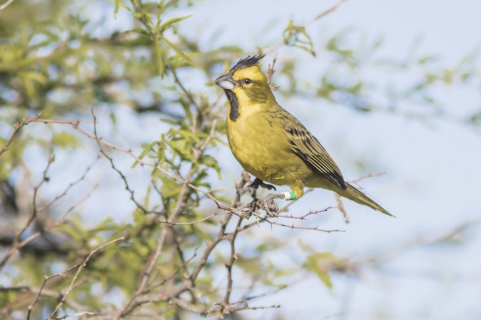 Aves y mamíferos autóctonos de Entre Ríos fueron declarados monumentos naturales