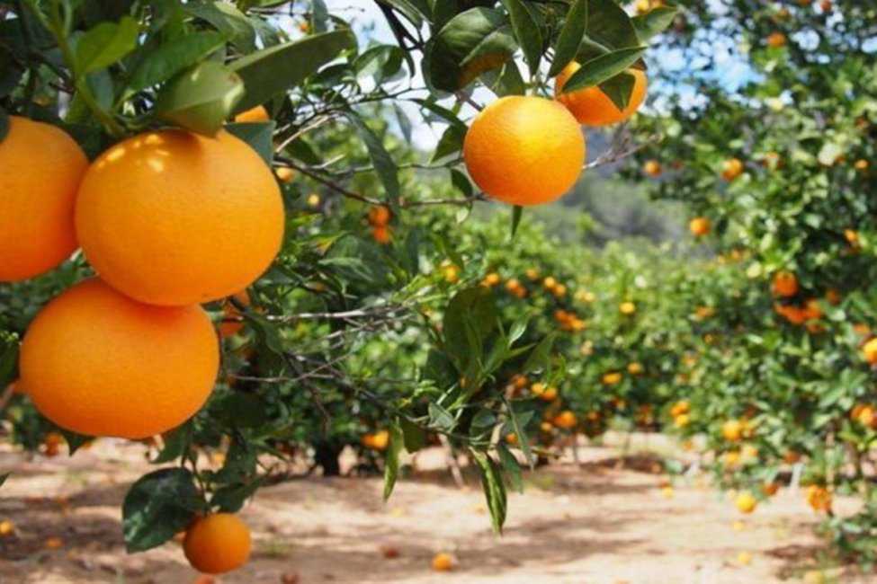 Productores citrícolas fueron recibidos para abordar los temas críticos que afectan al sector