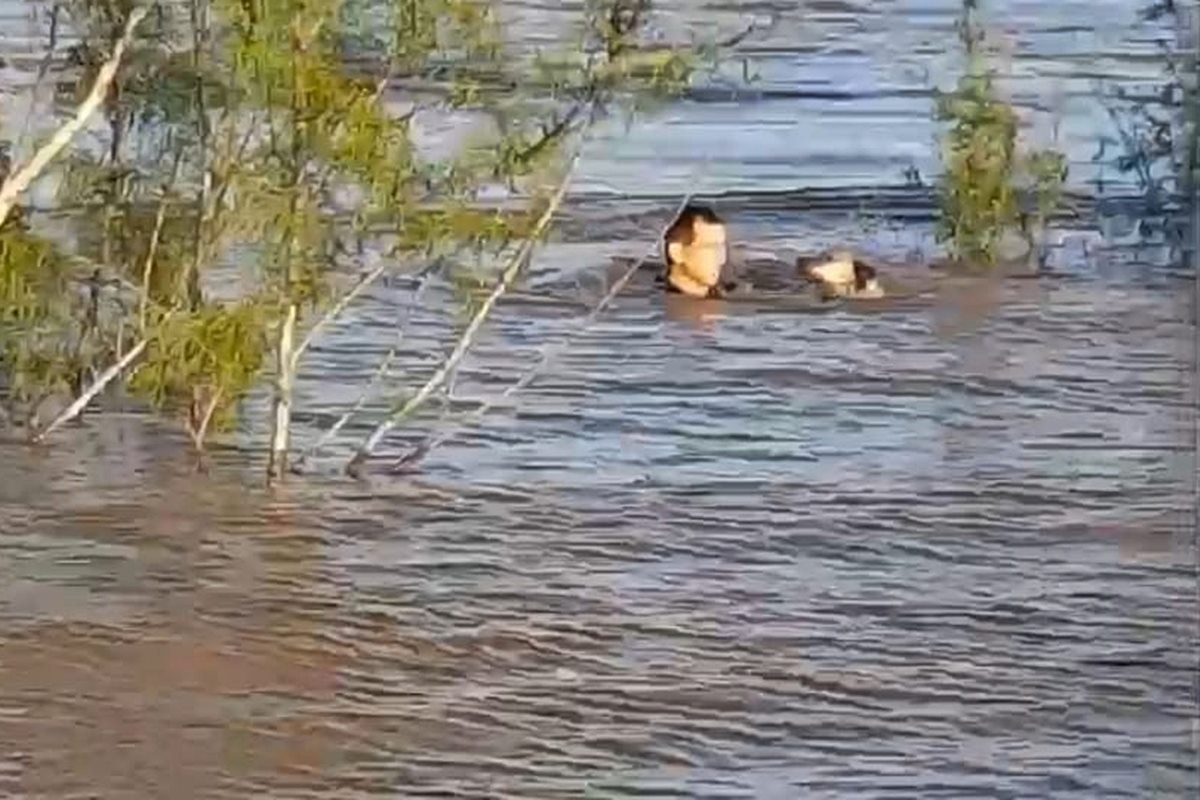 El animal estaba siendo arrastrado por el r&iacute;o.