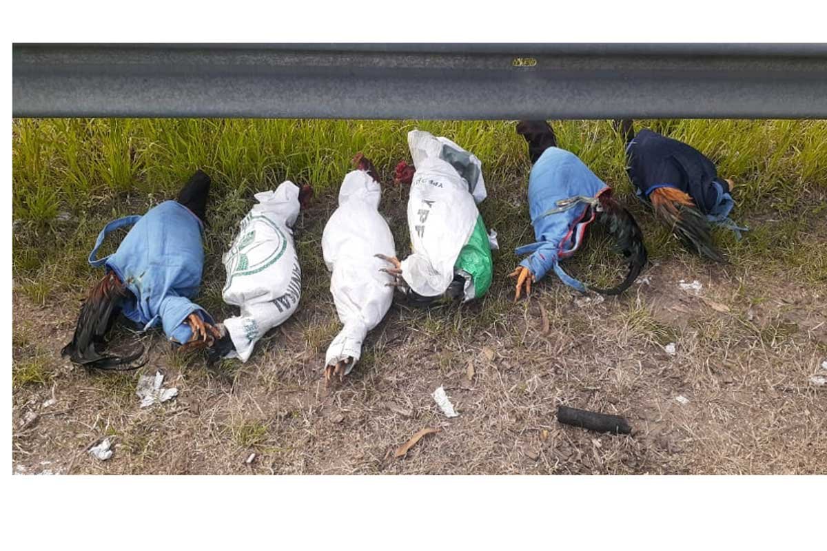 Llevaba 6 gallos de ri&ntilde;a atados y enfundados.