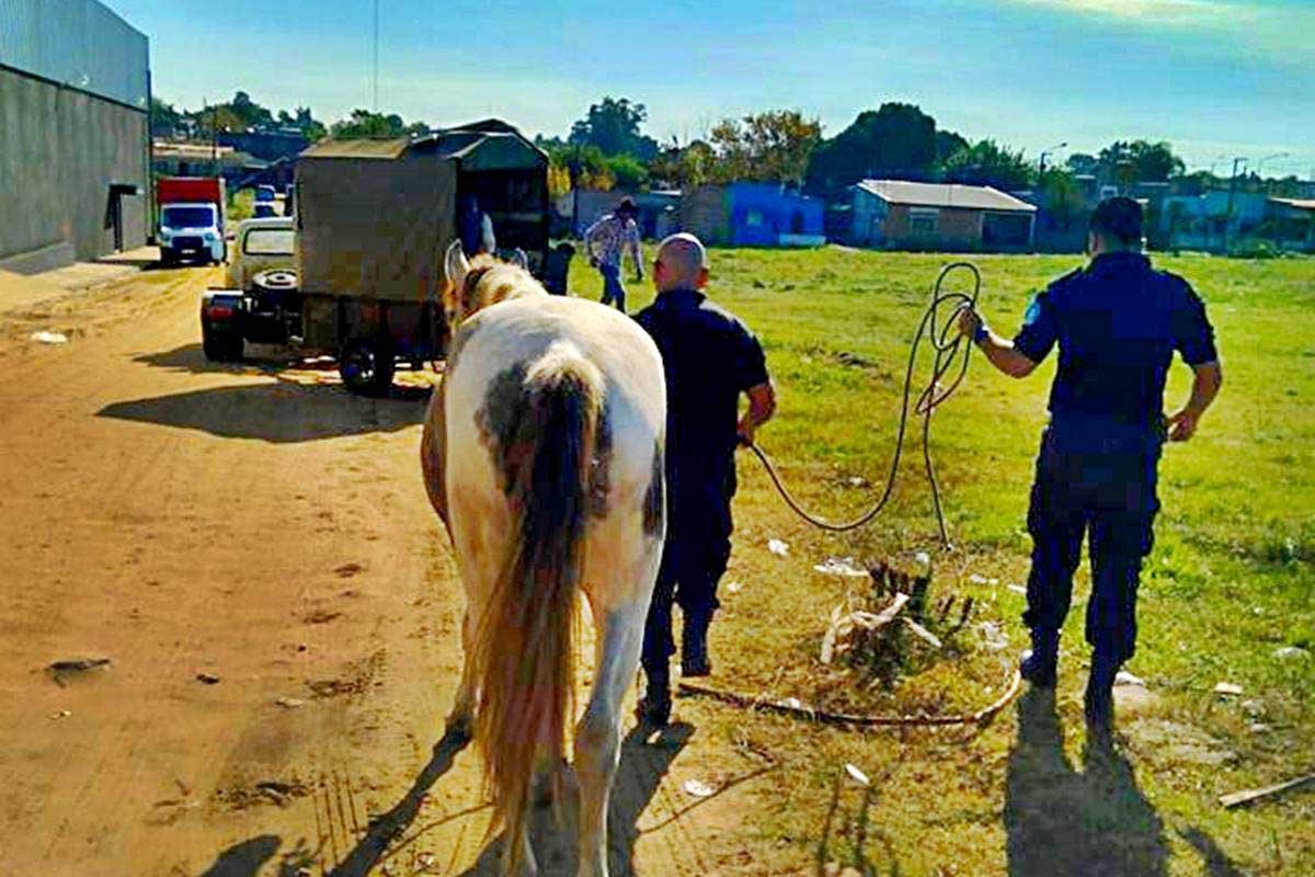 Caballos sueltos y maltrato, se busca intensificar los controles.