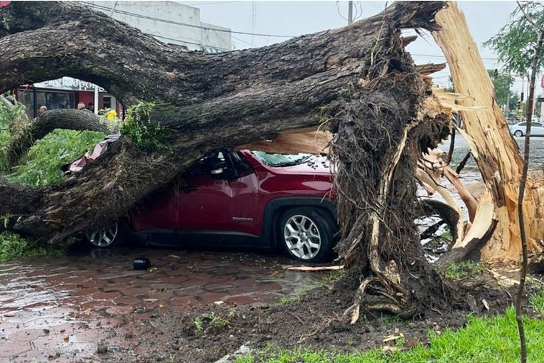El temporal volte&oacute; un &aacute;rbol que cay&oacute; sobre un veh&iacute;culo en una ciudad del norte entrerriano