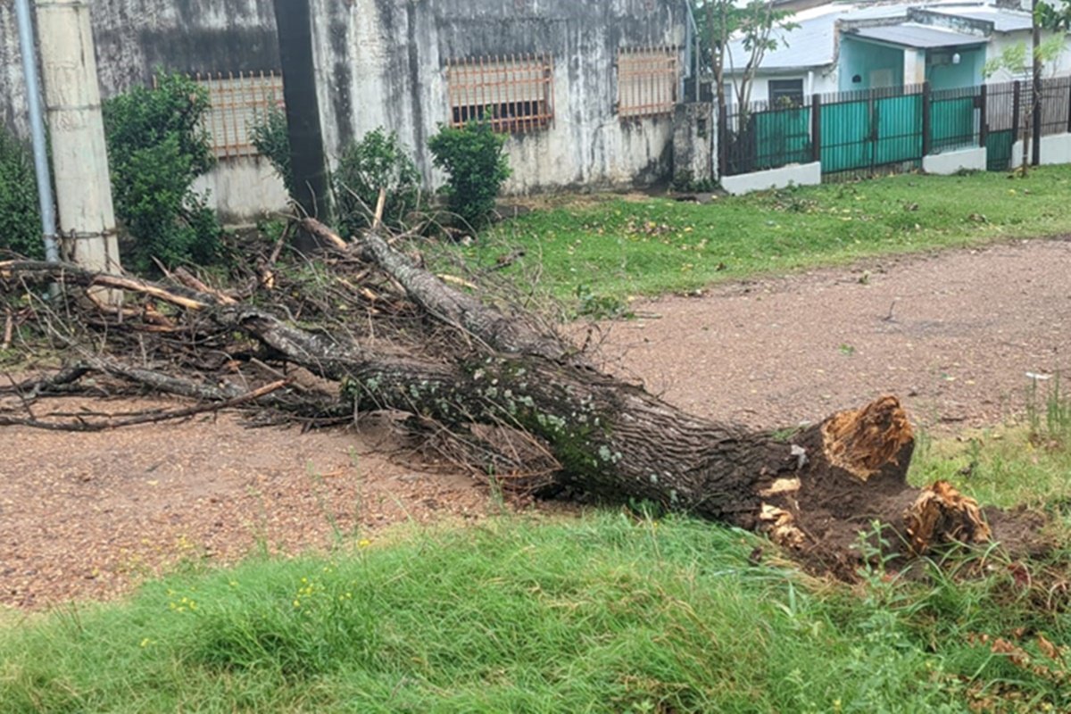 Se registraron ca&iacute;das de &aacute;rboles y el anegamiento de calles y viviendas.