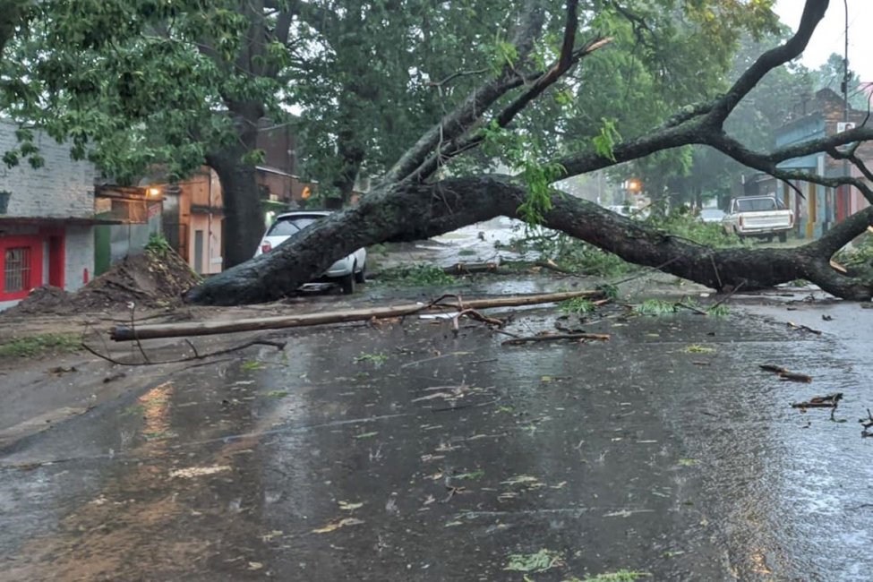 Una arteria de salida de Concordia cortada por la caída de un gran árbol