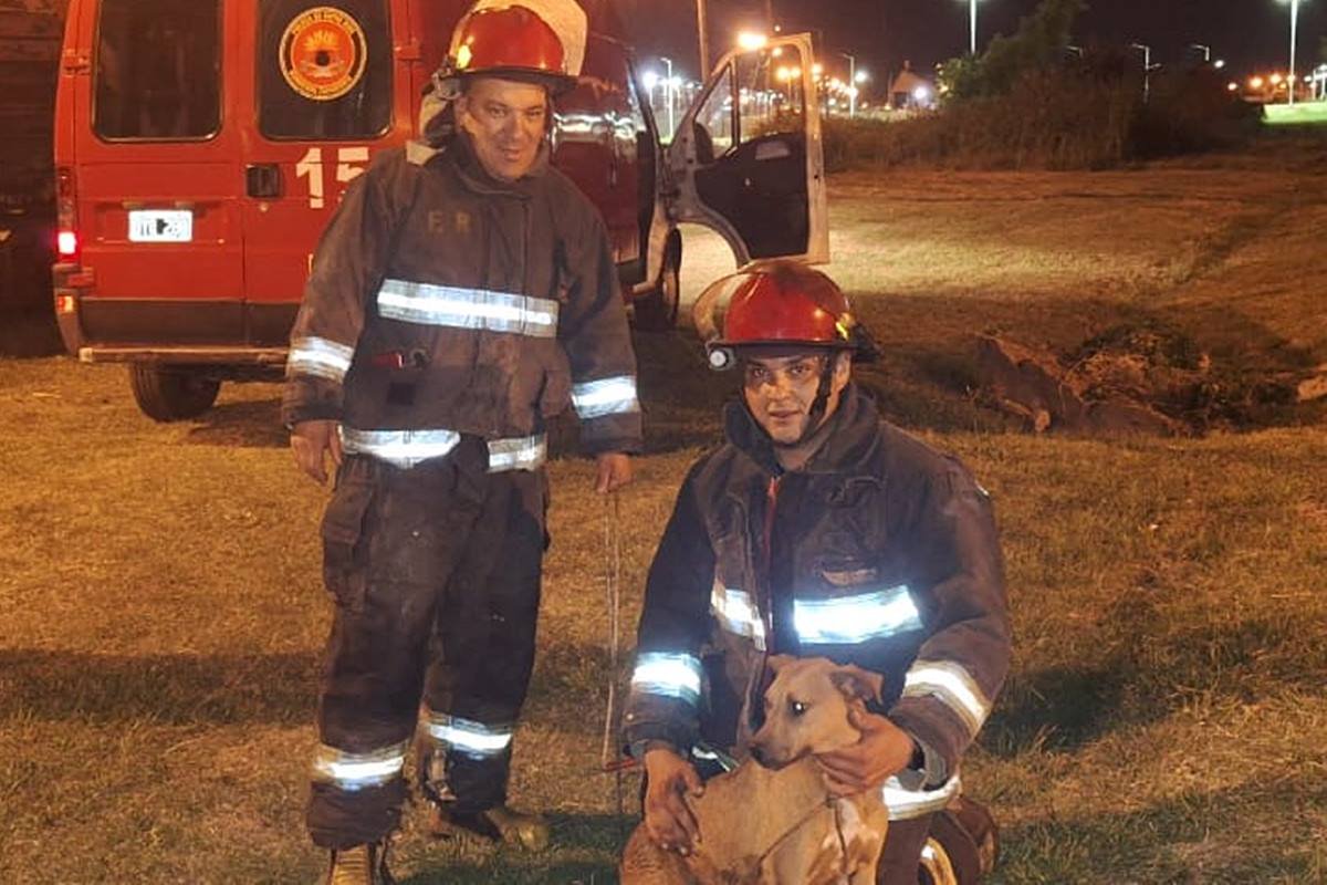 Los Zapadores posando con el animal rescatado que espera a su due&ntilde;o