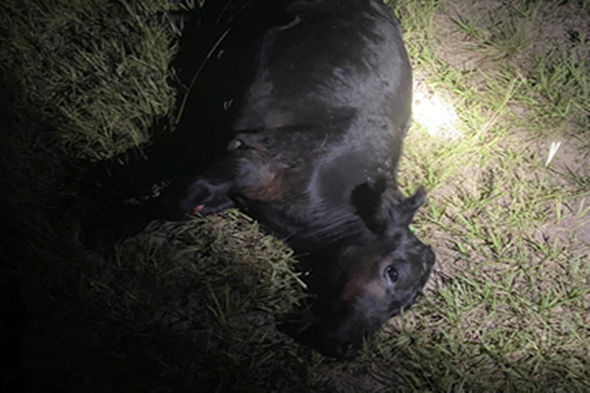 El animal se encontraba sobre la cinta asf&aacute;ltica.