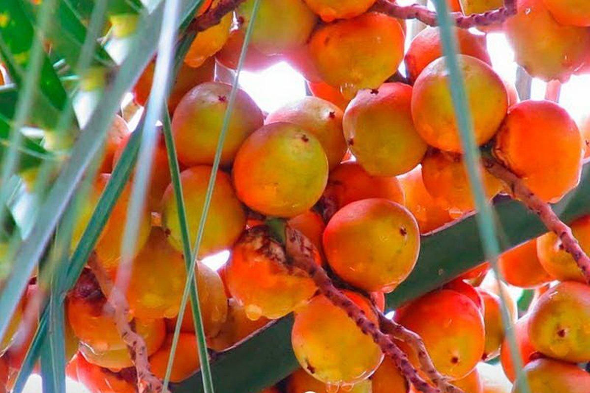 El fruto del yatay fue oficializado como fruta comestible. El fruto del yatay fue oficializado como fruta comestible.