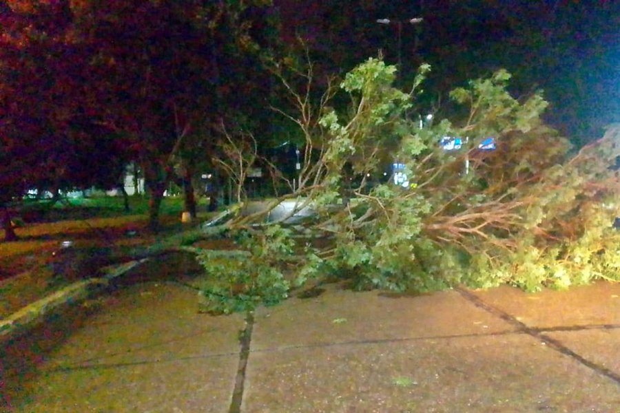 La tormenta provocó caída de postes, de árboles y voladura de techos en ...