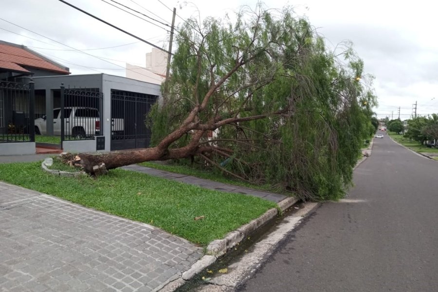 La tormenta provocó caída de postes, de árboles y voladura de techos en ...