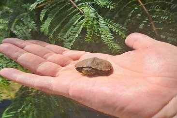 Un tierno nacimiento en el Parque San Carlos. Un tierno nacimiento en el Parque San Carlos.