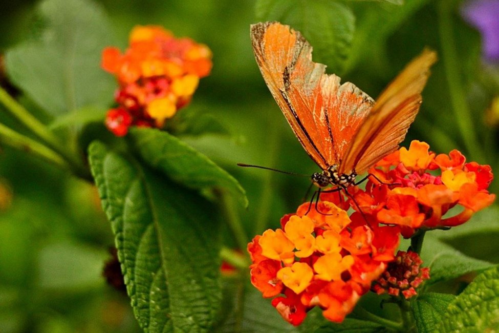 Se viene una jornada de avistamiento de mariposas y plantas autóctonas