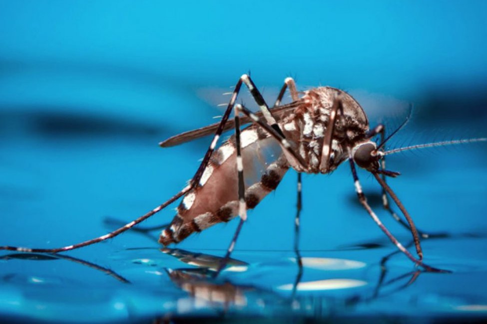 El departamento Concordia reportó más de trescientos nuevos casos de dengue en la última semana