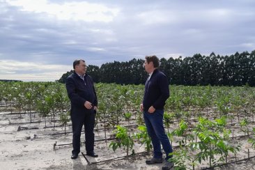 Aseguran que el cultivo está creciendo de forma exponencial. Aseguran que el cultivo está creciendo de forma exponencial.