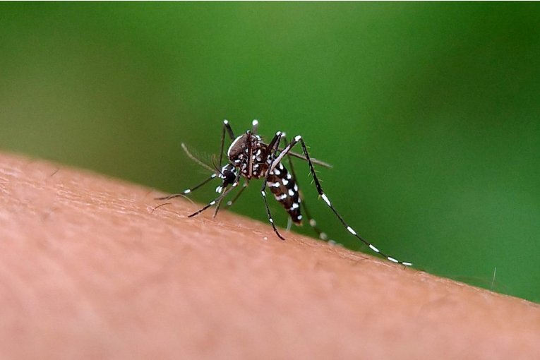 DENGUE: Anuncian que en Concordia se est&aacute;n colocando casi 100 ovitrampas para combatir al Aedes aegypti