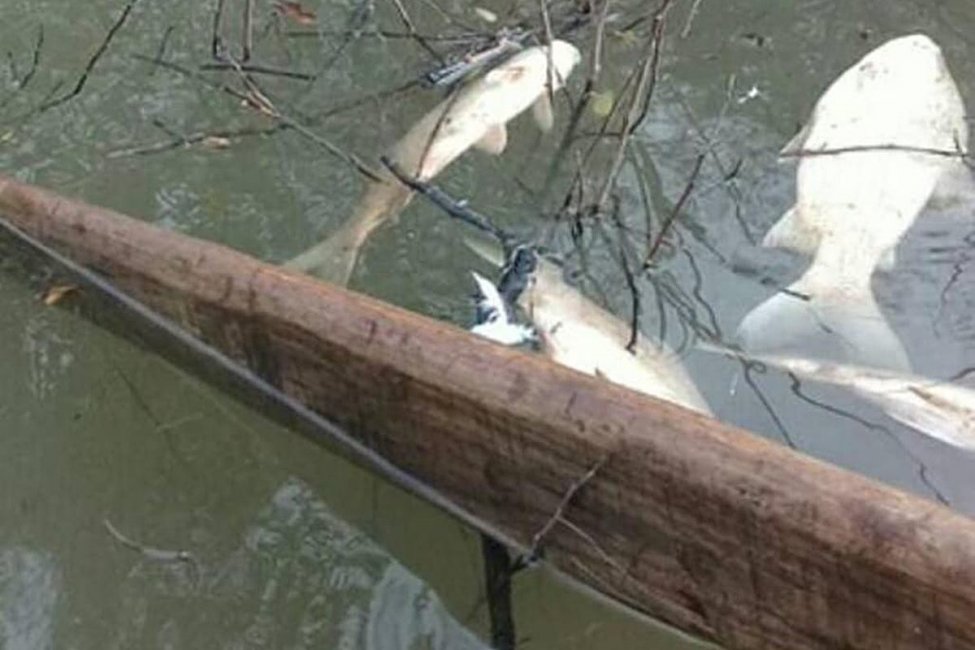 Un arroyo de Concordia amaneció con una importante cantidad de peces muertos