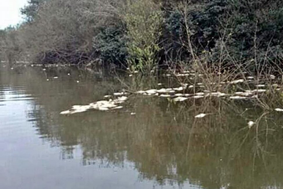 Esta semana se conocería la causa que provocó mortandad de peces en el Yuquerí Chico