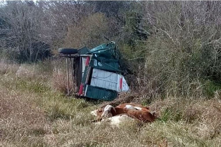 Vacunos murieron tras volcar un tr&aacute;iler que circulaba por el norte entrerriano