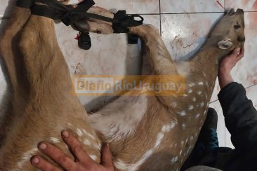 El animal fue trasladado para su revisiòn en una camioneta de Zapadores El animal fue trasladado para su revisiòn en una camioneta de Zapadores