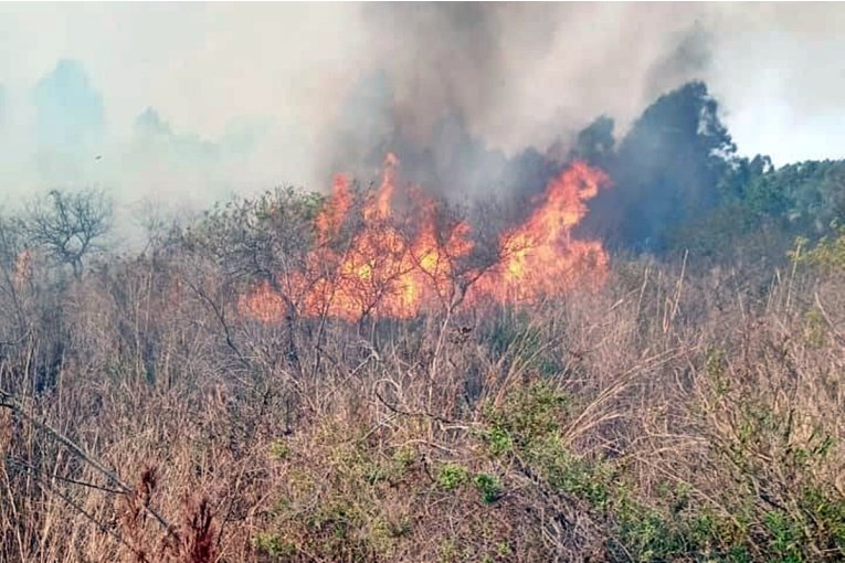 Un gran incendio forestal afecta la zona del INTA Concordia