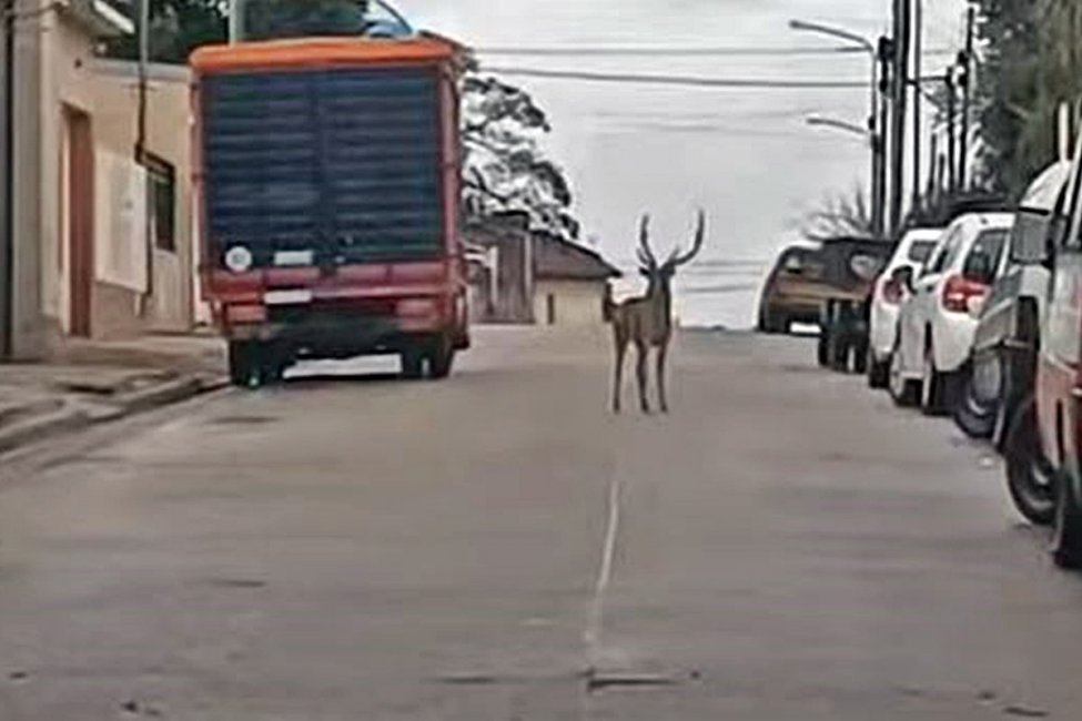 Al menos tres ciervos fueron vistos en distintos puntos de la ciudad durante este miércoles